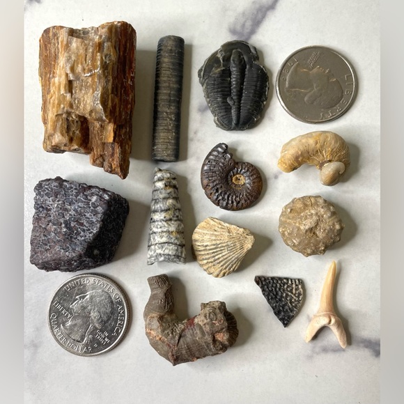 🌊 Educational Fossils Set: dinosaur, ammonite, petrified wood, etc. Geol… - Picture 3 of 15